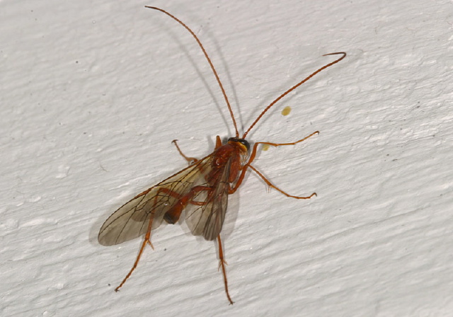 Ophion? Ichneumonidae